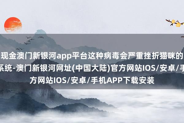 现金澳门新银河app平台这种病毒会严重挫折猫咪的肠胃系统和免疫系统-澳门新银河网址(中国大陆)官方网站IOS/安卓/手机APP下载安装