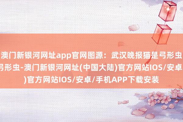 澳门新银河网址app官网图源：武汉晚报猫是弓形虫感染的主要传染源弓形虫-澳门新银河网址(中国大陆)官方网站IOS/安卓/手机APP下载安装